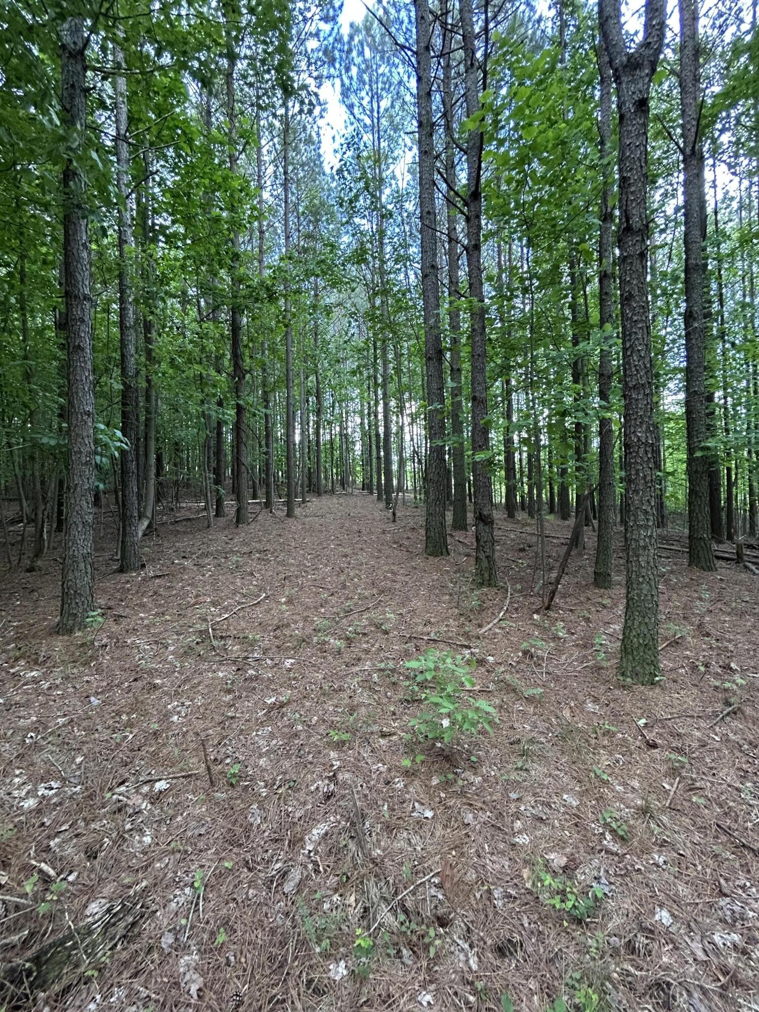 464 Moonlight Lane Jasper, TN 37347 - Photo 3 of 47