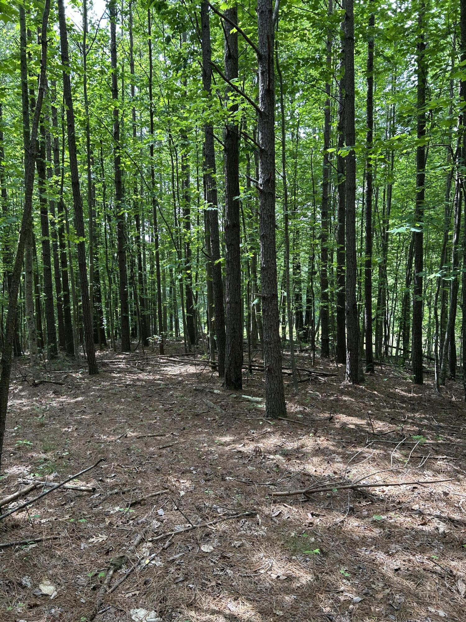 464 Moonlight Lane Jasper, TN 37347 - Photo 4 of 47