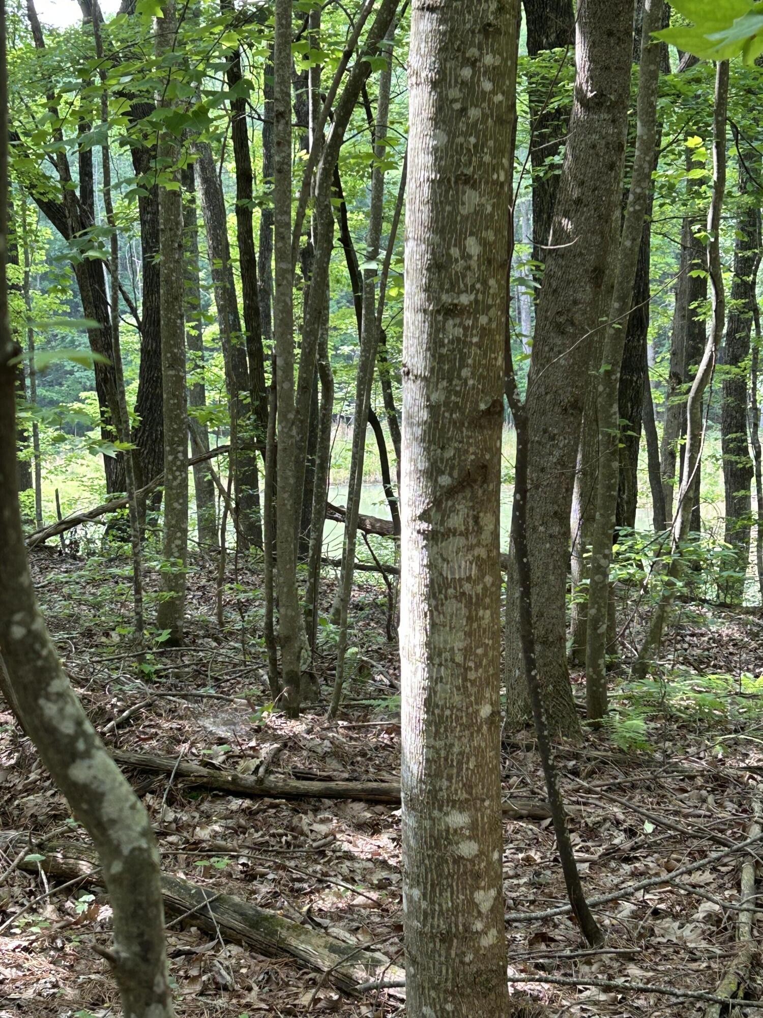 464 Moonlight Lane Jasper, TN 37347 - Photo 5 of 47