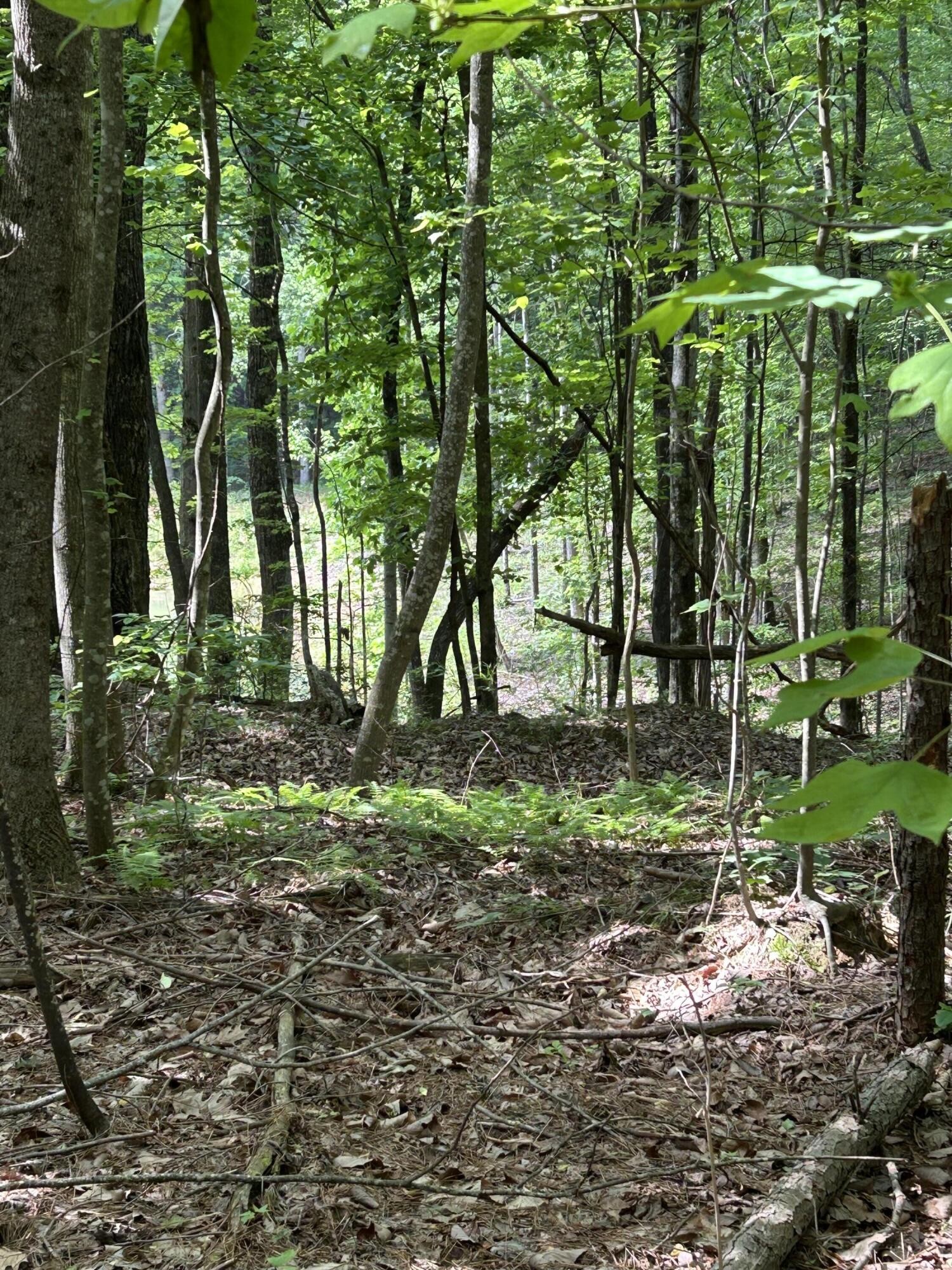 464 Moonlight Lane Jasper, TN 37347 - Photo 6 of 47