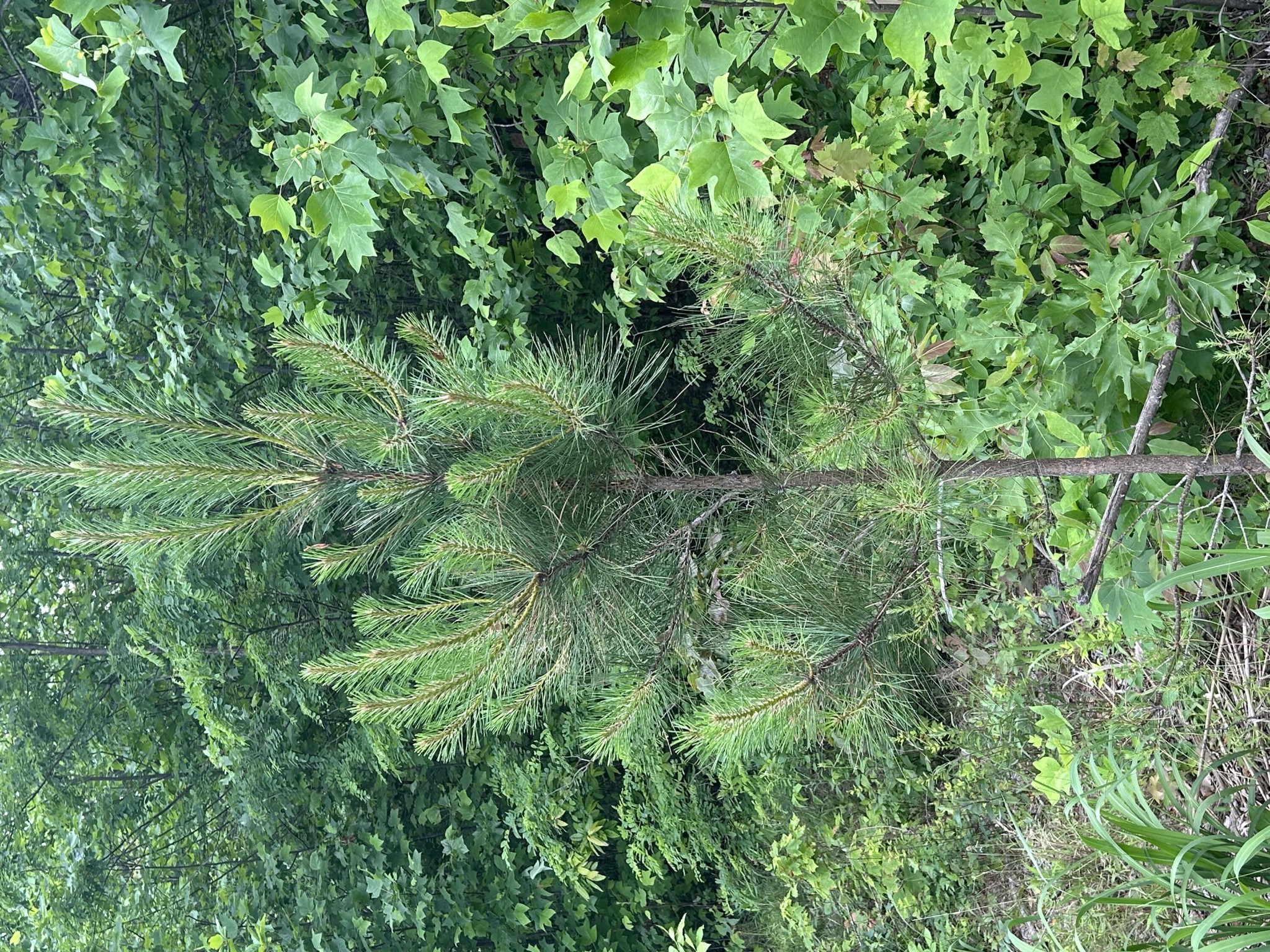 464 Moonlight Lane Jasper, TN 37347 - Photo 8 of 47