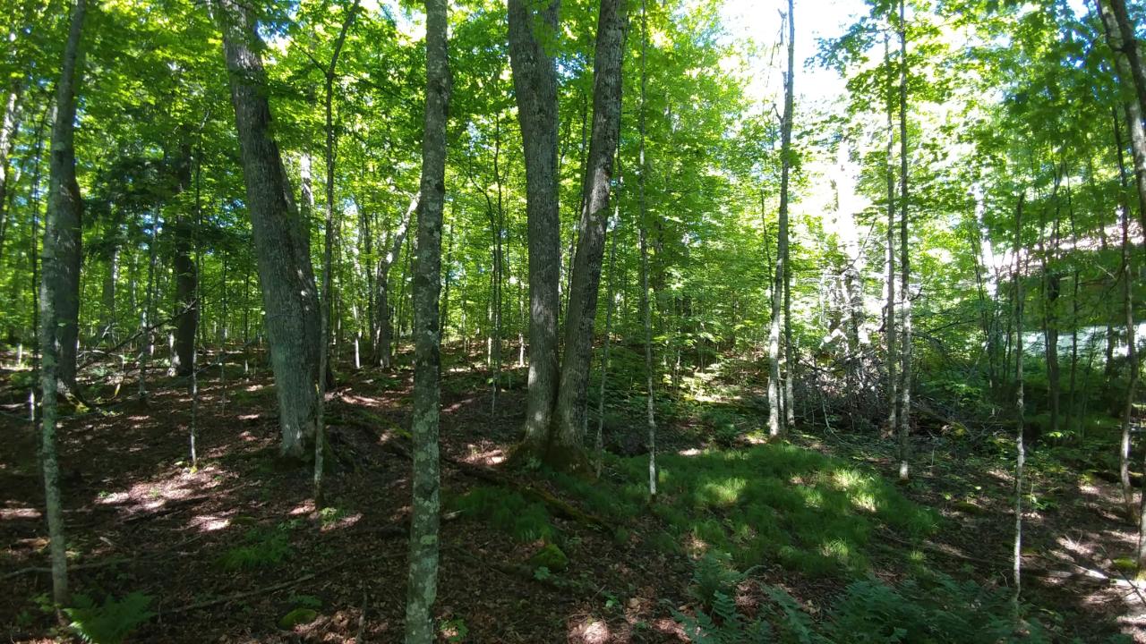 On Sugar Maple Road Phelps, WI 54554 - Photo 3 of 4 Gallery Image 3
