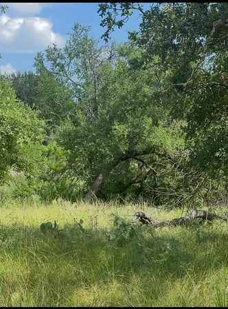 a view of a yard with a tree