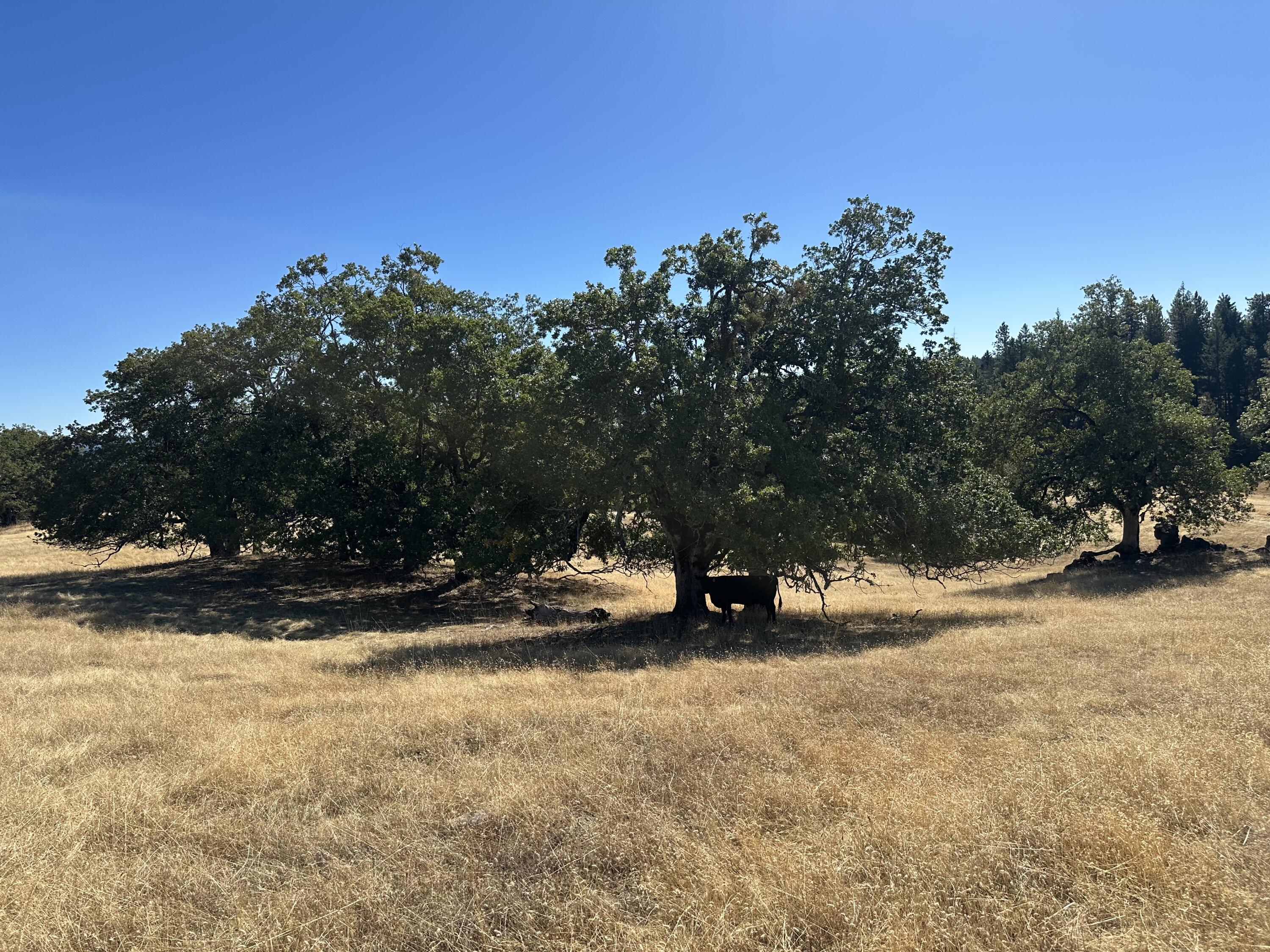 751 Lassic's Lookout Road Zenia, CA 95595 - Photo 29 of 29