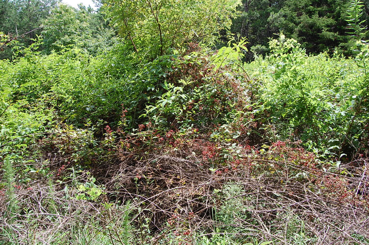 36 Stone Creek Trail Dunlap, TN 37327 - Photo 11 of 23 DSC_0011