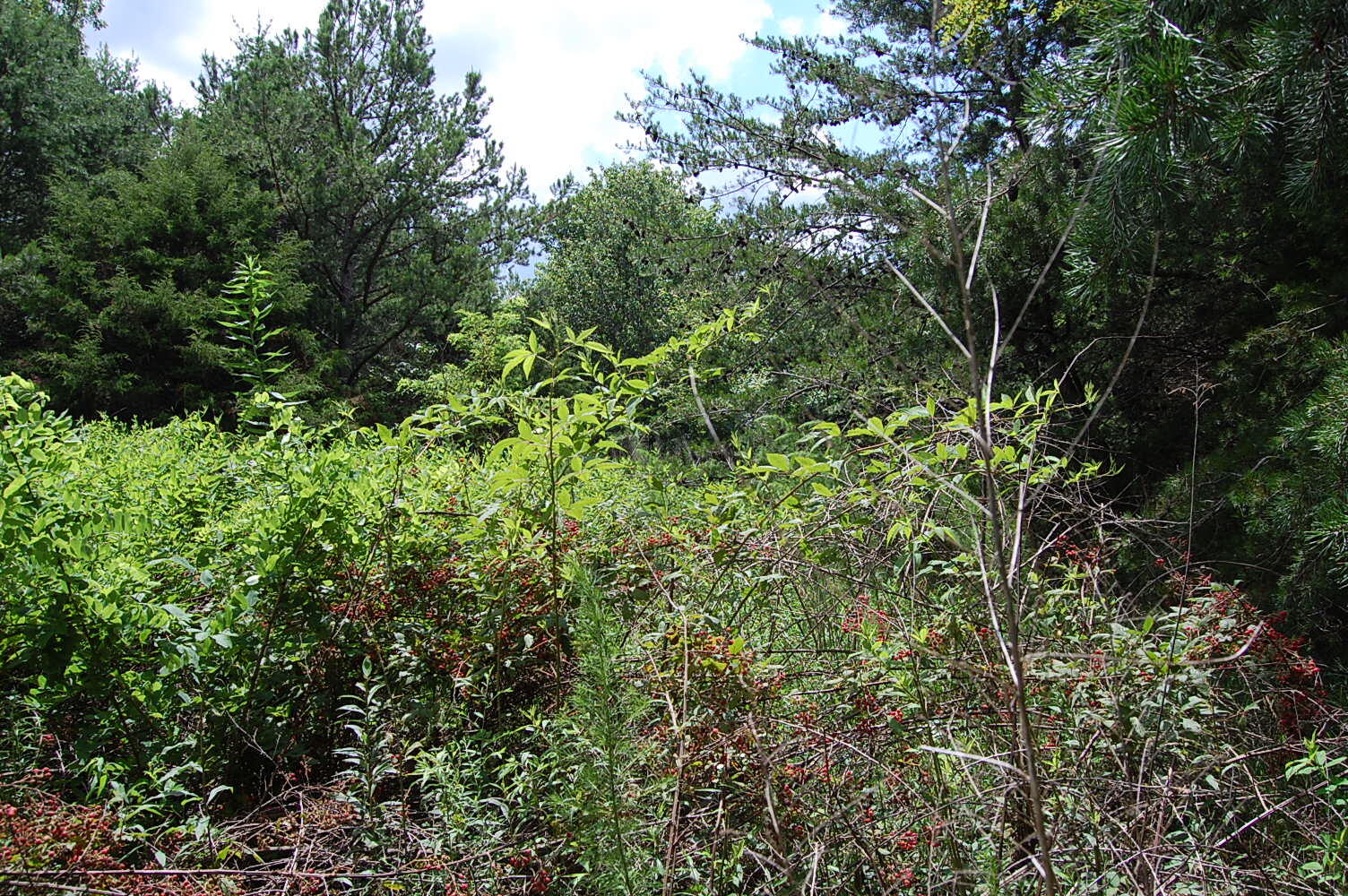 36 Stone Creek Trail Dunlap, TN 37327 - Photo 12 of 23 DSC_0012