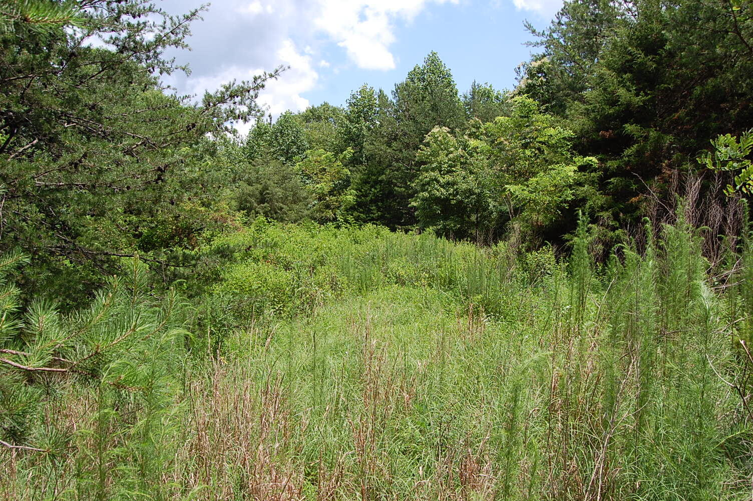 36 Stone Creek Trail Dunlap, TN 37327 - Photo 13 of 23 DSC_0013