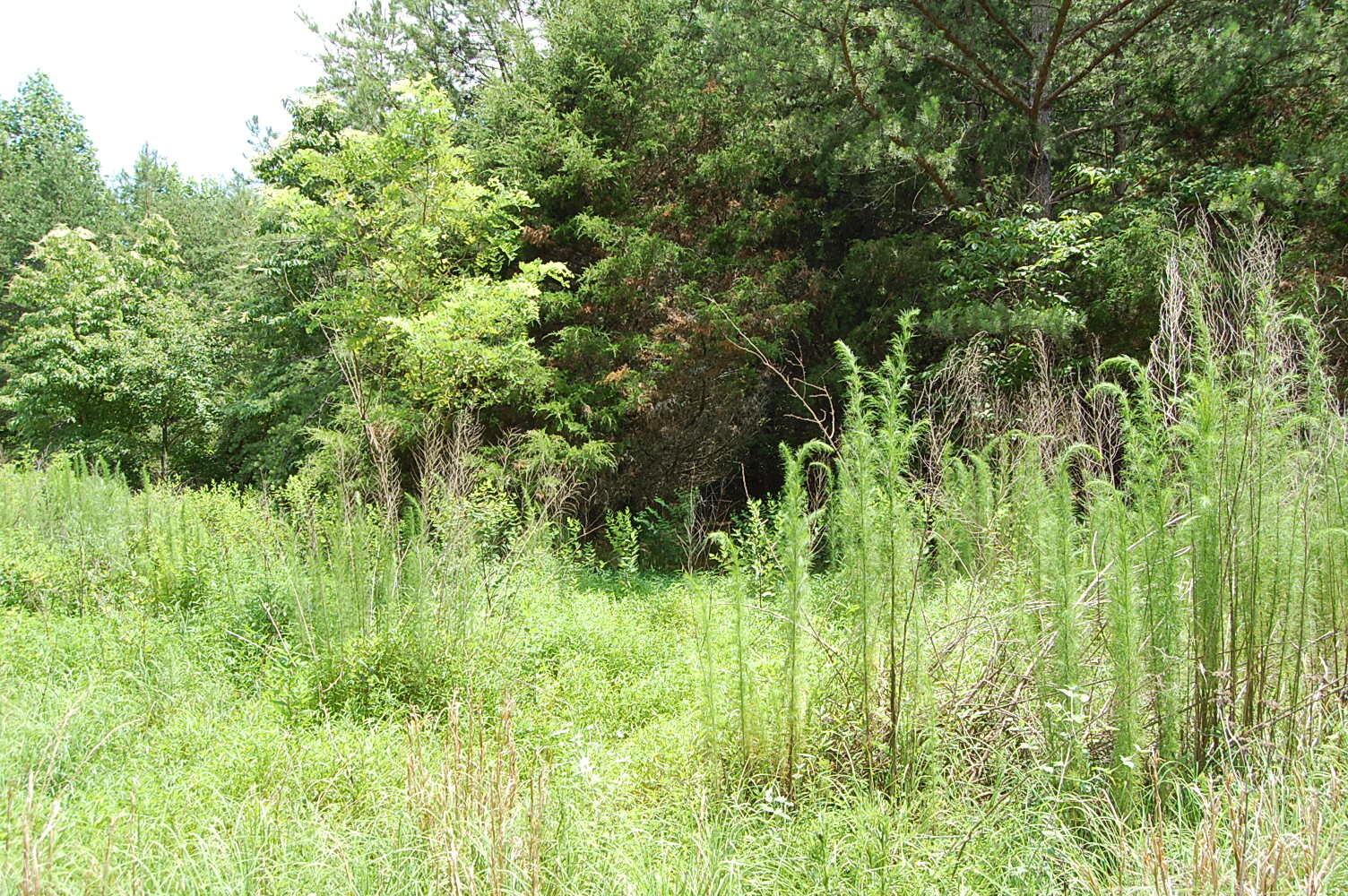 36 Stone Creek Trail Dunlap, TN 37327 - Photo 14 of 23 DSC_0014