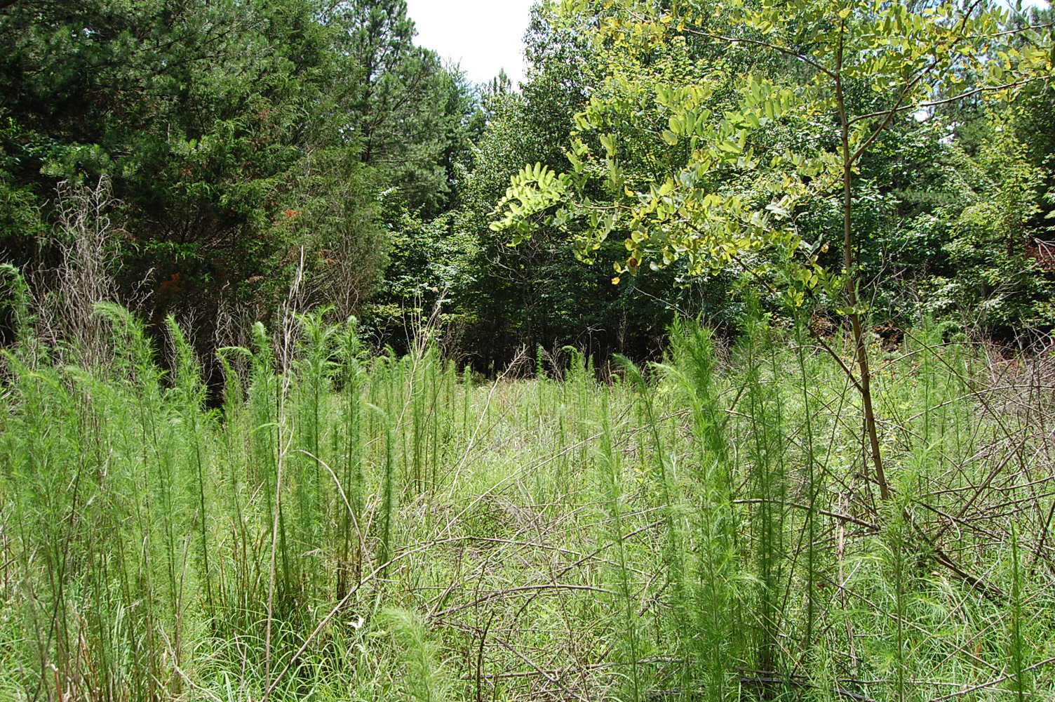 36 Stone Creek Trail Dunlap, TN 37327 - Photo 15 of 23 DSC_0015