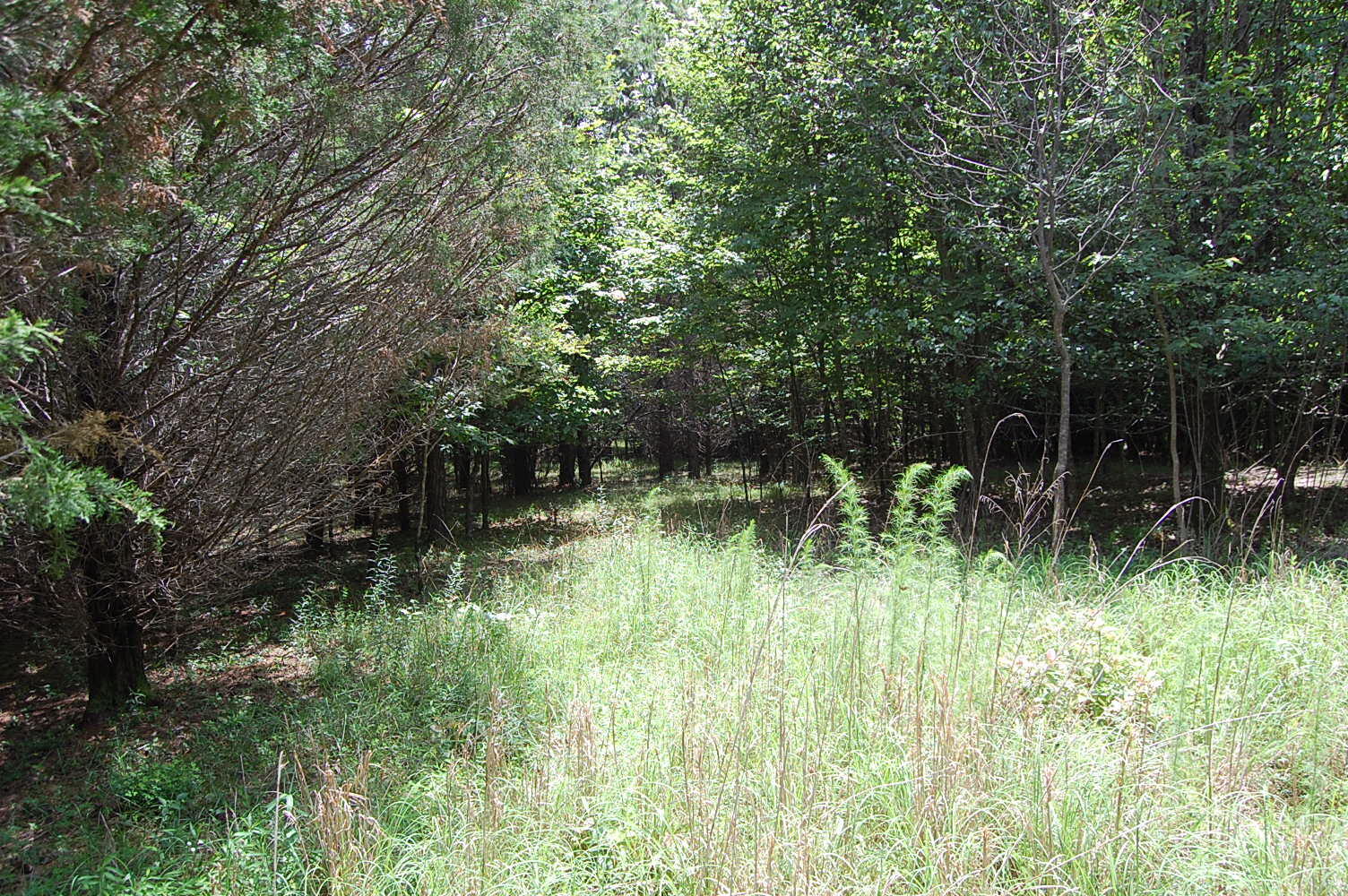 36 Stone Creek Trail Dunlap, TN 37327 - Photo 16 of 23 DSC_0016