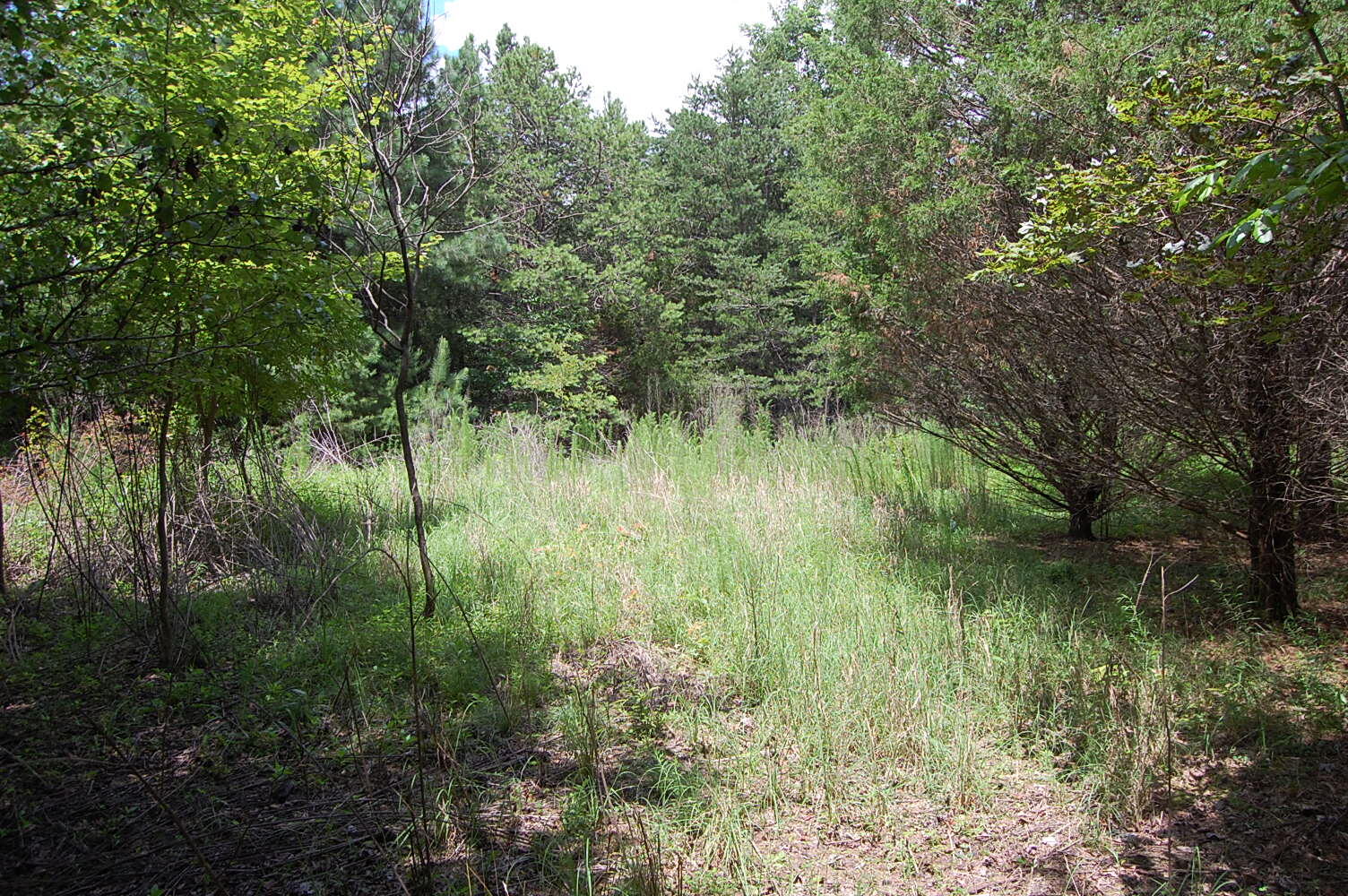36 Stone Creek Trail Dunlap, TN 37327 - Photo 17 of 23 DSC_0017