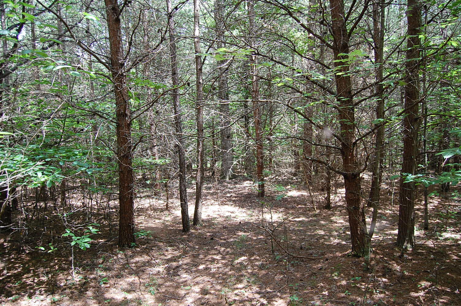 36 Stone Creek Trail Dunlap, TN 37327 - Photo 18 of 23 DSC_0018