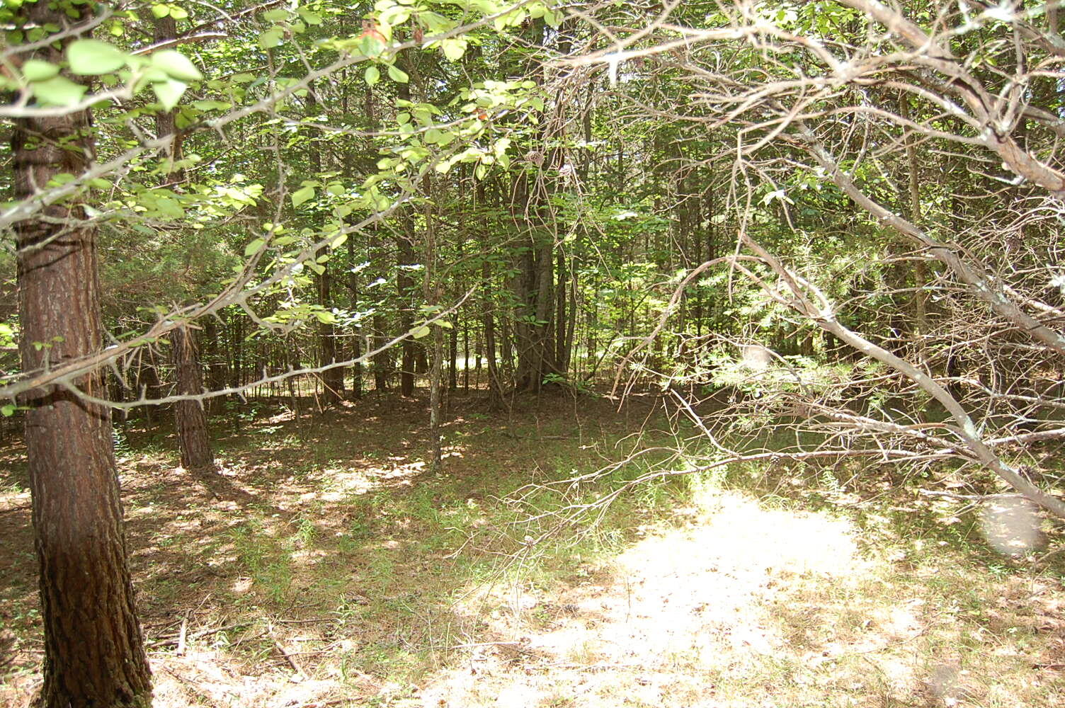 36 Stone Creek Trail Dunlap, TN 37327 - Photo 19 of 23 DSC_0019