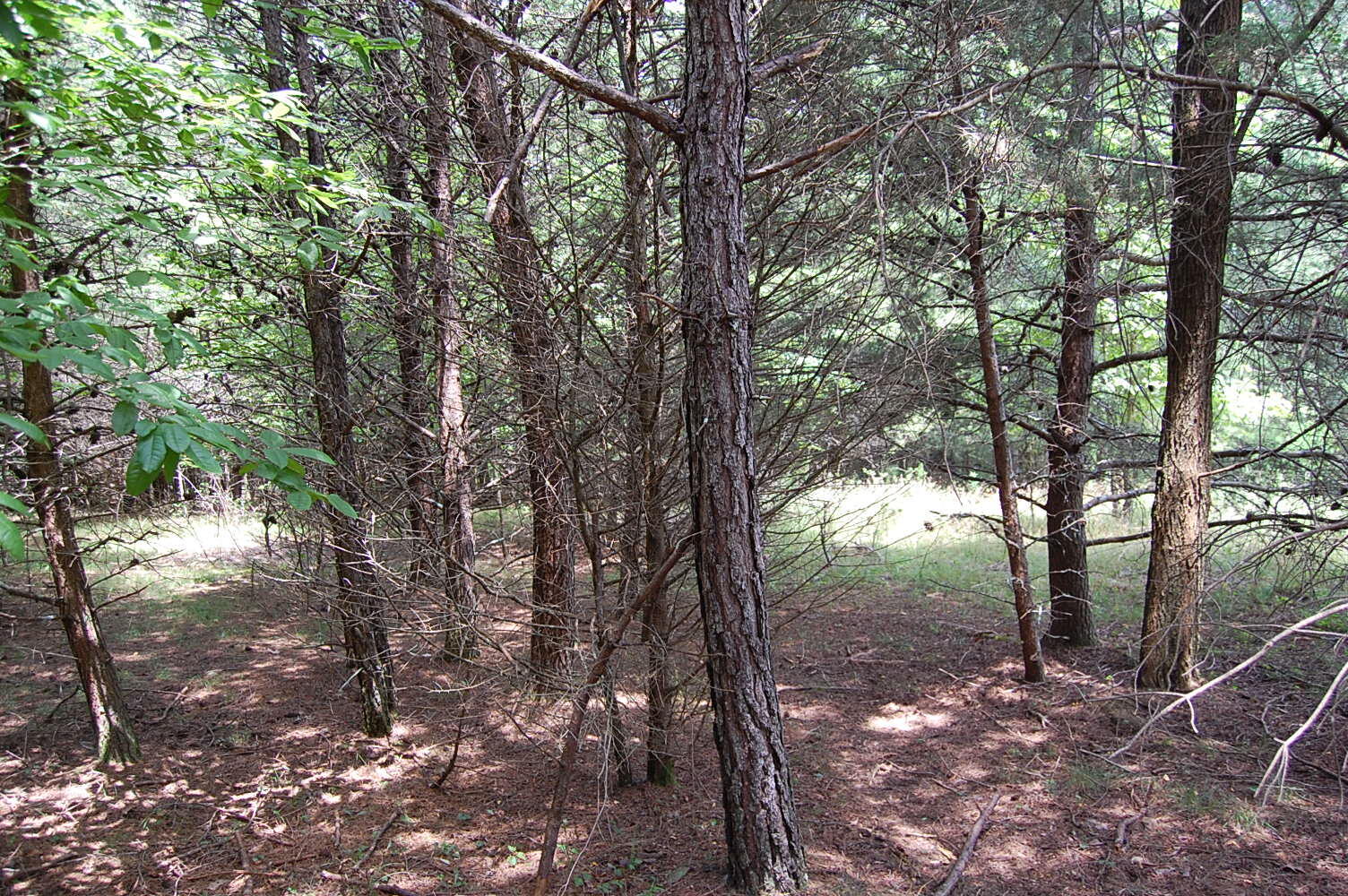 36 Stone Creek Trail Dunlap, TN 37327 - Photo 7 of 23 DSC_0007