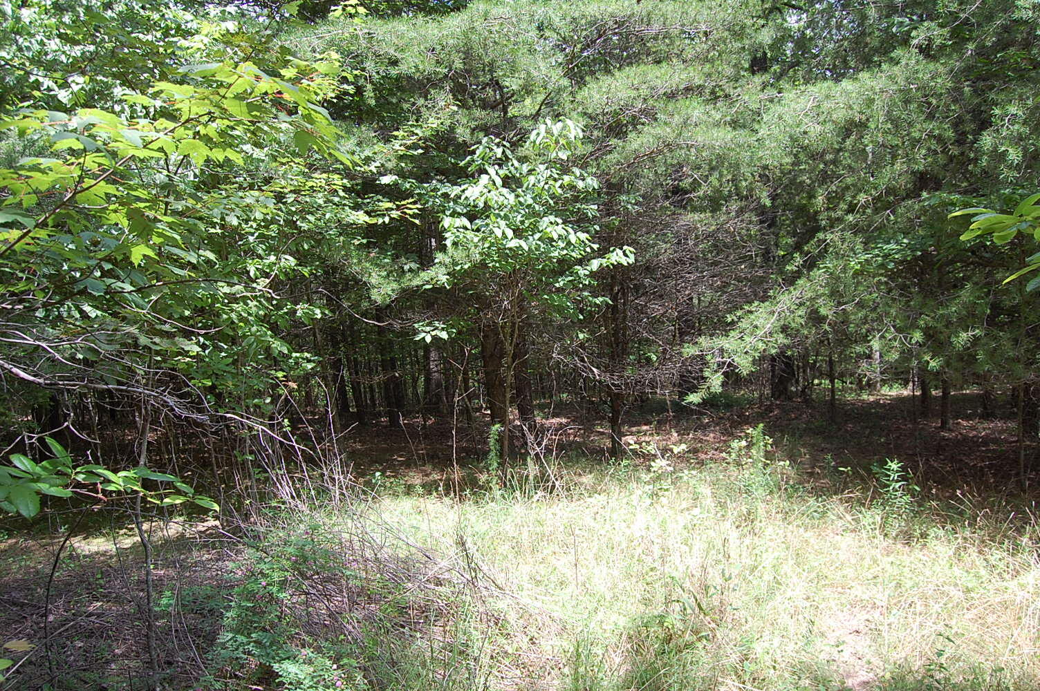 36 Stone Creek Trail Dunlap, TN 37327 - Photo 8 of 23 DSC_0008