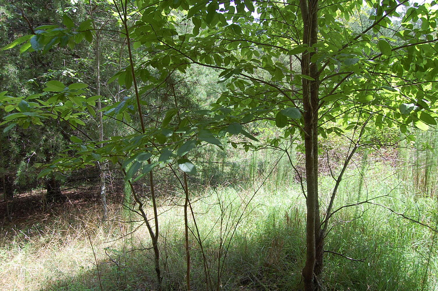 36 Stone Creek Trail Dunlap, TN 37327 - Photo 9 of 23 DSC_0009