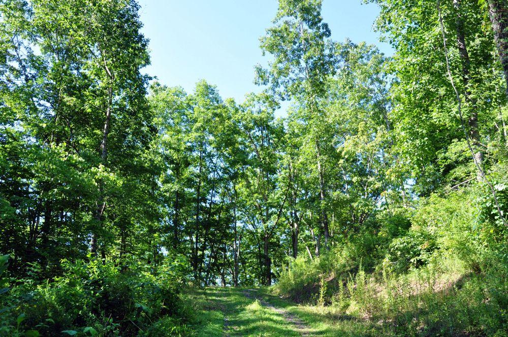 Cox Branch Road Meadow Bridge, WV 25976 - Photo 19 of 19 Gallery Image 19