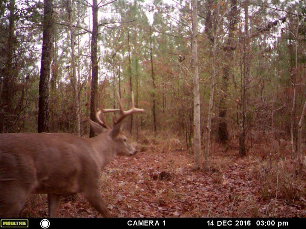 60057 Lake Road Lacombe, LA 70445 - Photo 6 of 15 Gallery Image 6