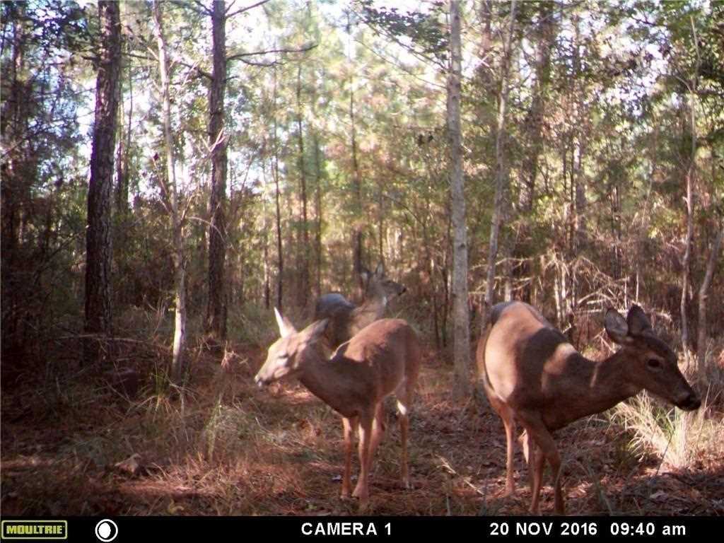 60057 Lake Road Lacombe, LA 70445 - Photo 7 of 15 Gallery Image 7