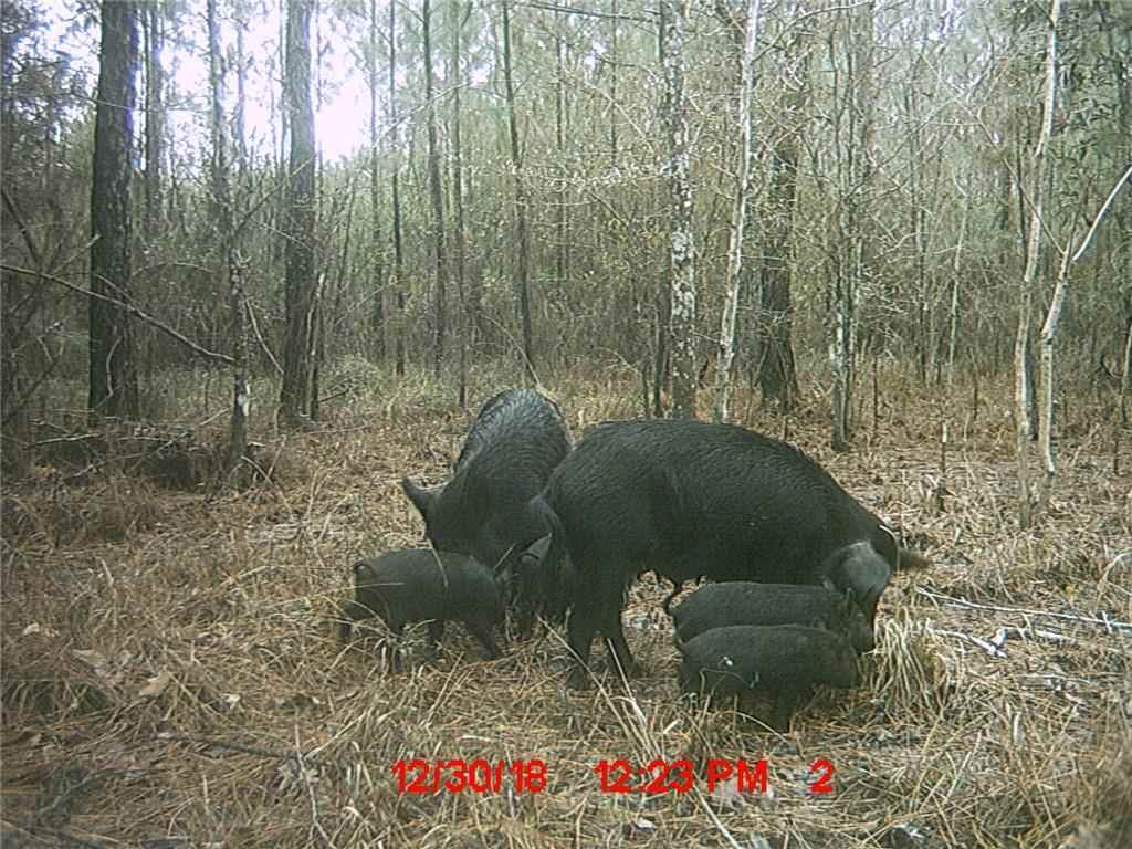 60057 Lake Road Lacombe, LA 70445 - Photo 9 of 15 Gallery Image 9