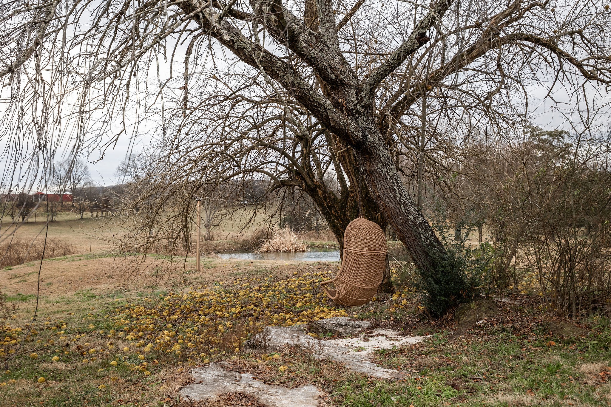95 Old 25 Loop Castalian Springs, TN 37031 - Photo 84 of 93 a view of outdoor space with trees