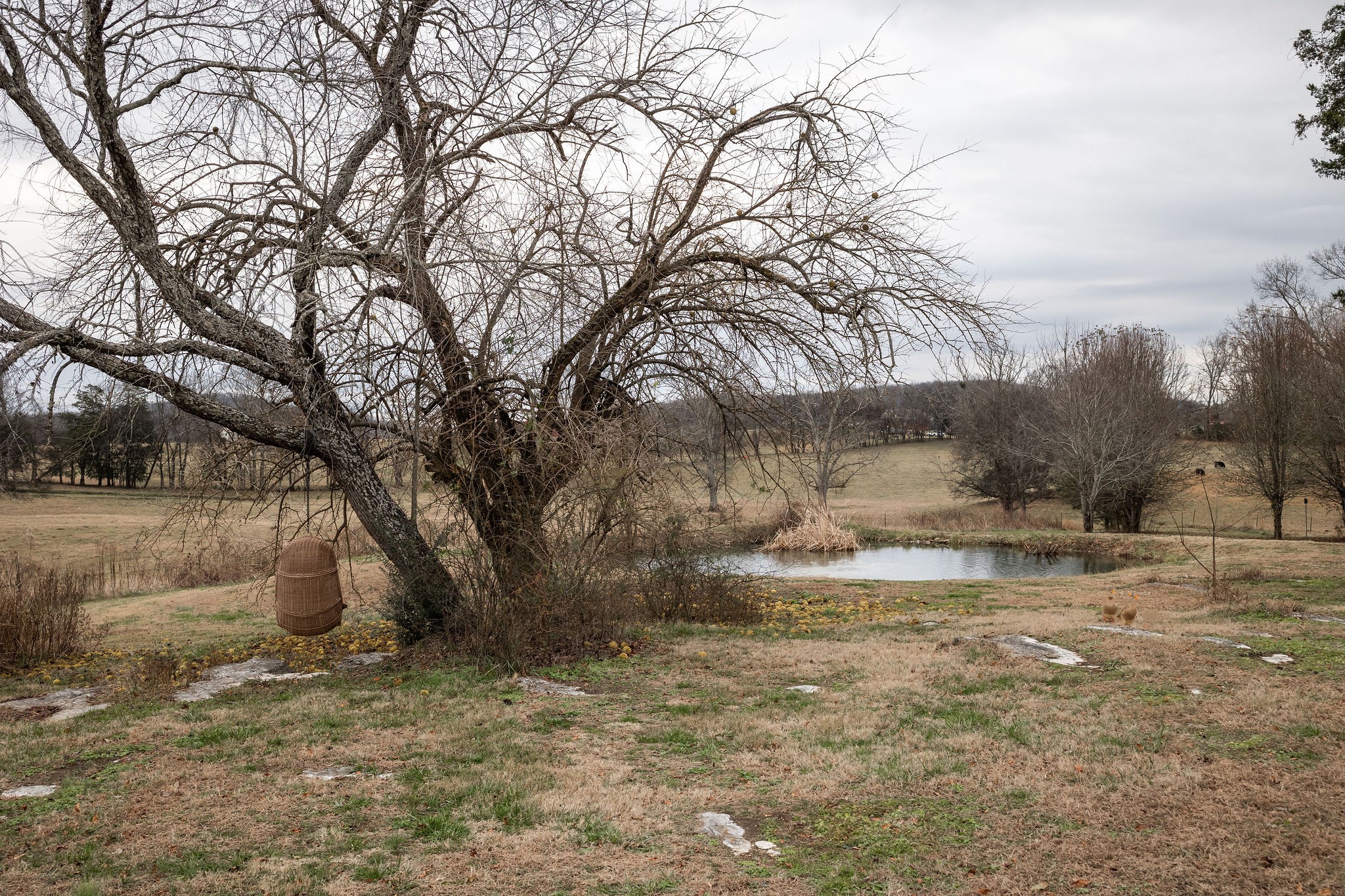 95 Old 25 Loop Castalian Springs, TN 37031 - Photo 85 of 93 a backyard of a house with large trees