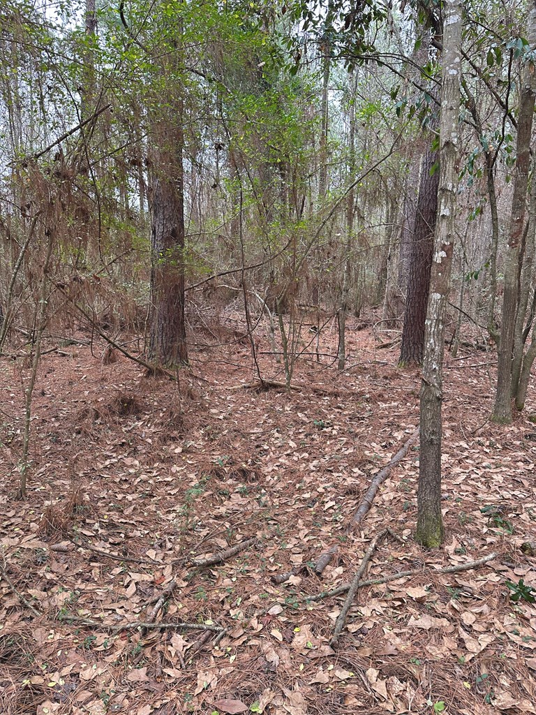 0 Freddie Whiddon Road Webb, AL 36376 - Photo 10 of 17