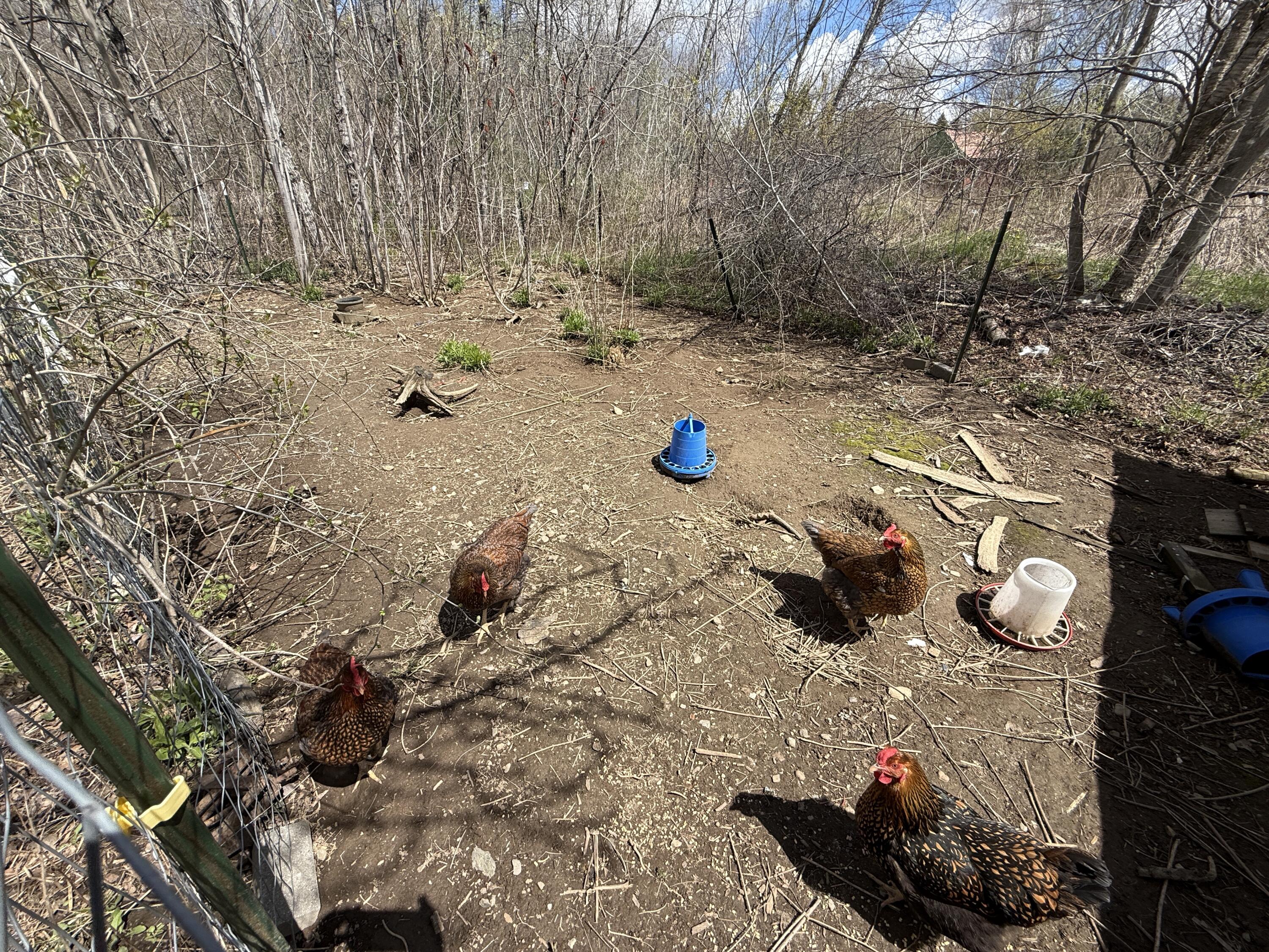 75 Nelson Ridge Road South Washington, ME 04574 - Photo 25 of 27 Raise You Own Chickens!