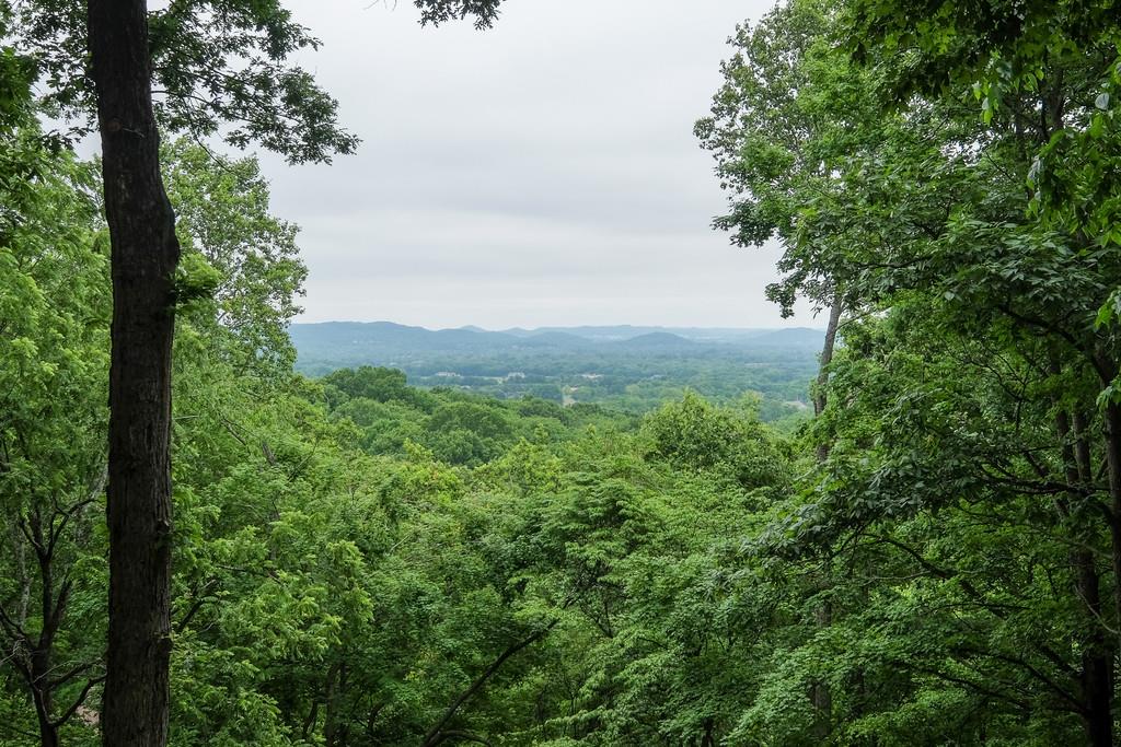 801 High Point Ridge Road Franklin, TN 37069 - Photo 4 of 29 view of a green field with lots of bushes