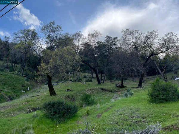 a view of a forest with a tree