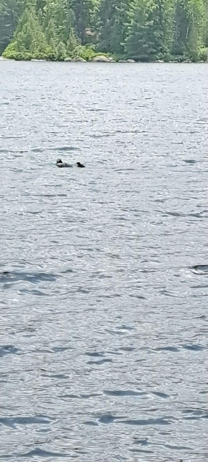 351 East Hopkins Pond Road Ellsworth, ME 04605 - Photo 29 of 30 Hopkins Pond Wildlife