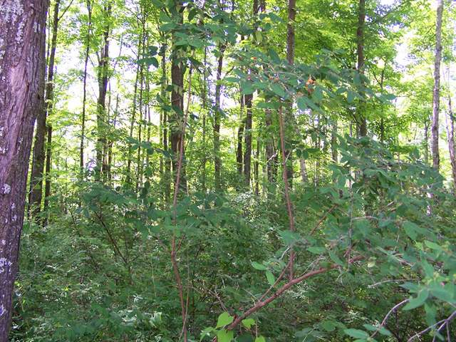 Lot 99 Rustic Road Presque Isle, WI 54557 - Photo 3 of 8 Gallery Image 3