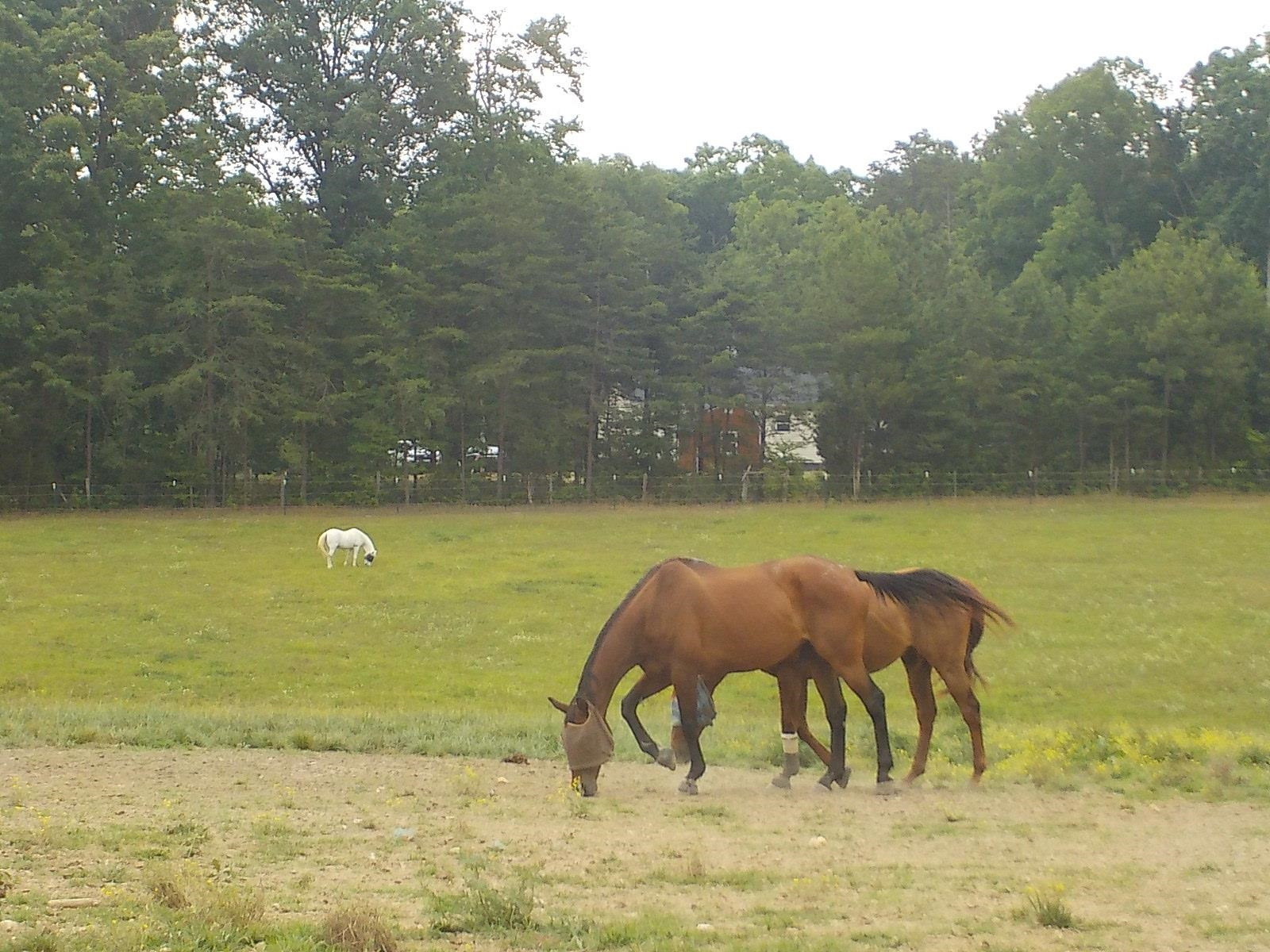 7831 Yarborough Road Mebane, NC 27302 - Photo 4 of 4 Horses in pasture to rear of lot