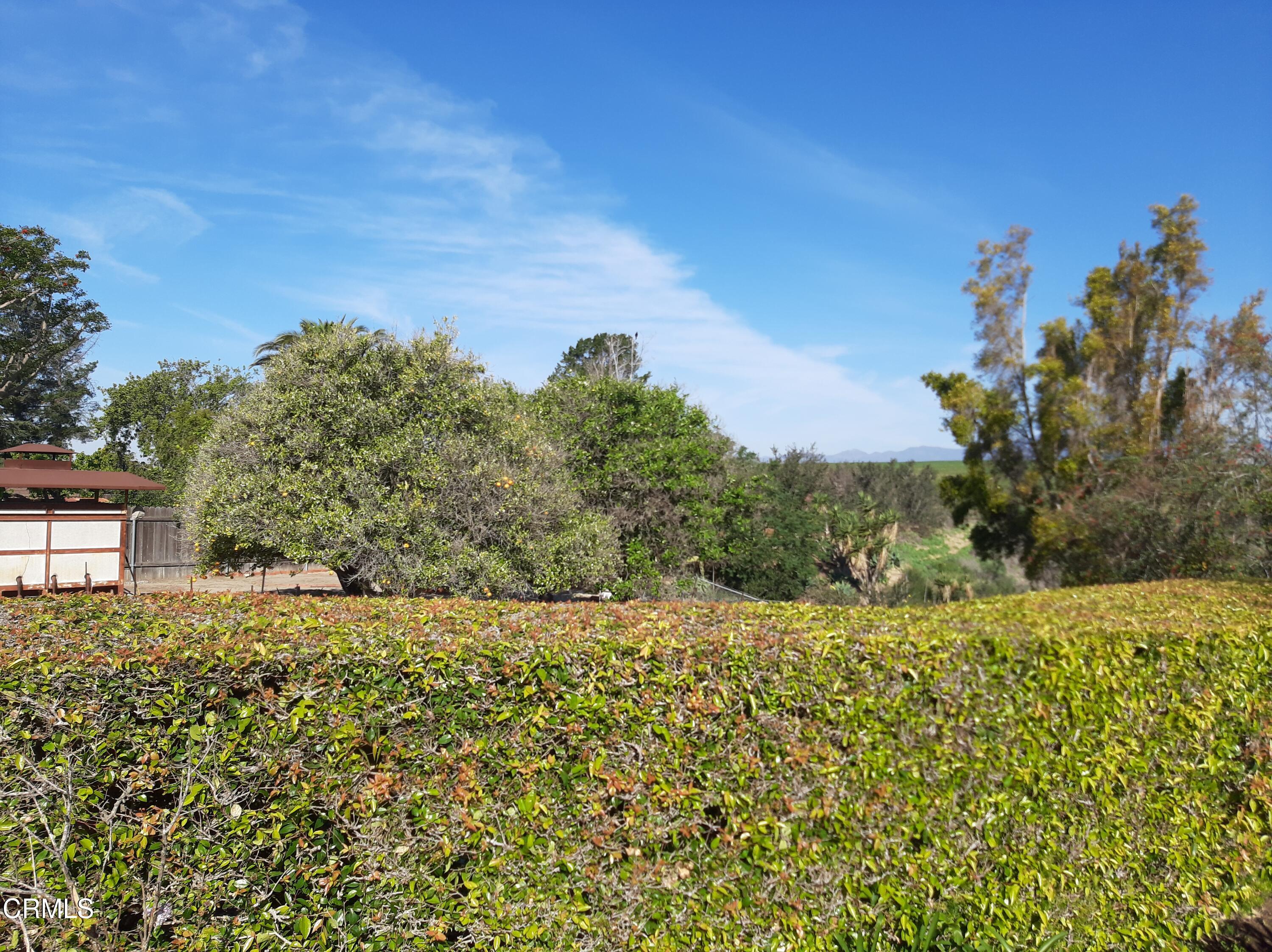 3166 Old Coach Drive Camarillo, CA 93010 - Photo 24 of 55 a view of a yard with a tree