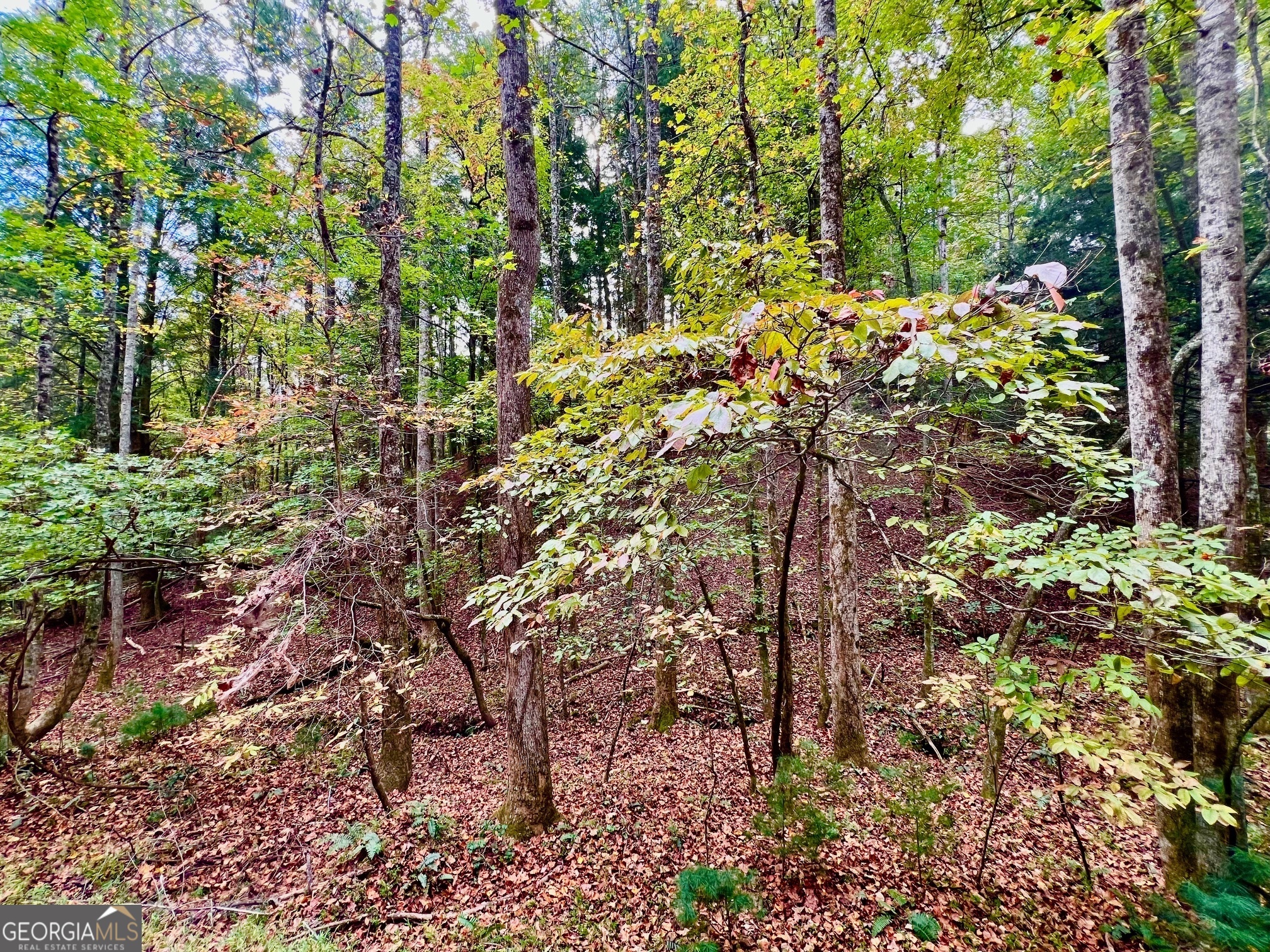 573 Cataula Court Ellijay, GA 30540 - Photo 4 of 13 a backyard of a house with lots of green space and garden