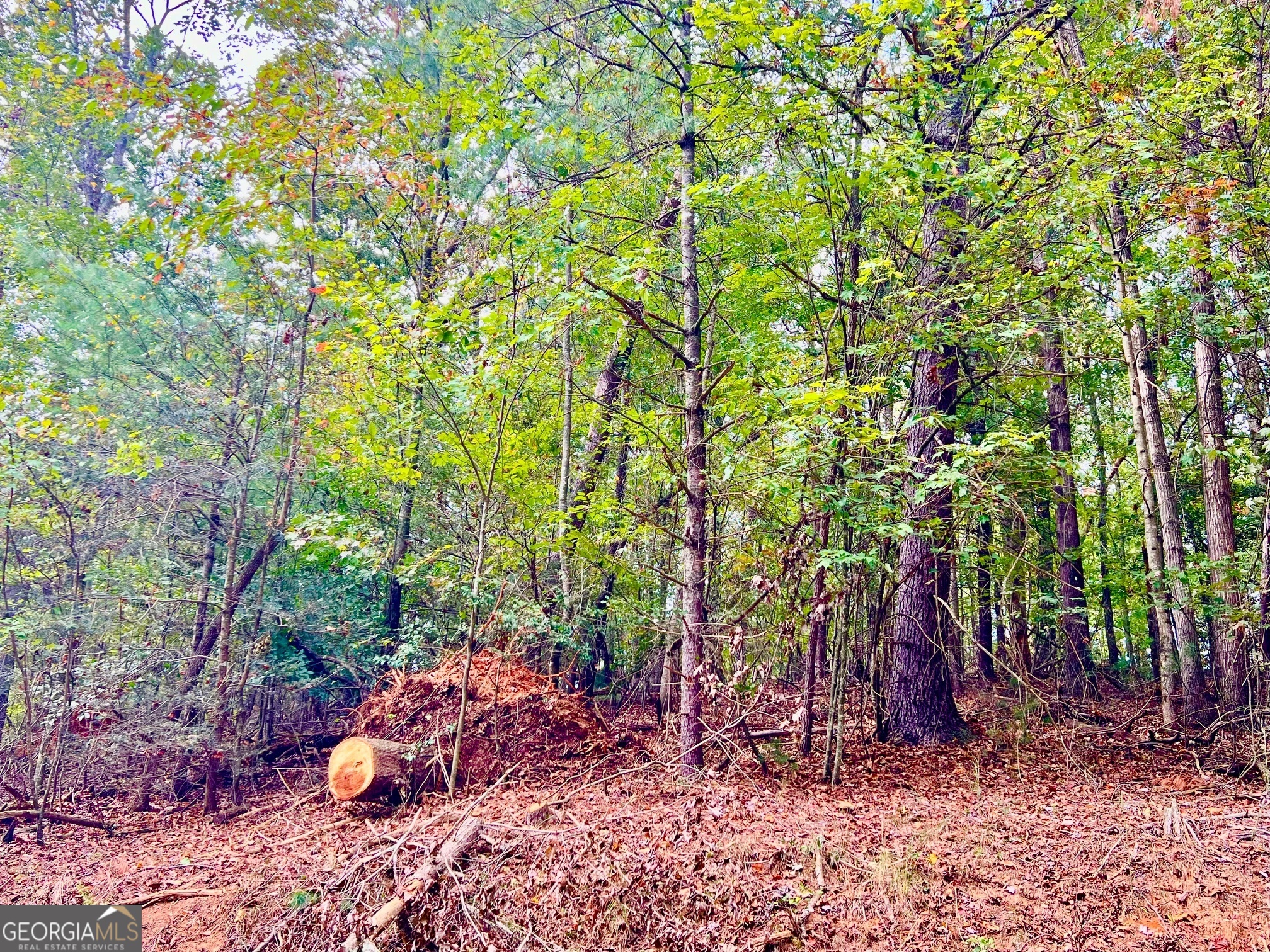 573 Cataula Court Ellijay, GA 30540 - Photo 6 of 13 a backyard of a house with lots of green space