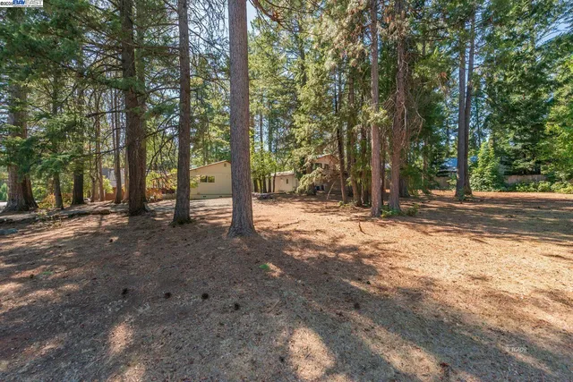 a view of tree next to a yard