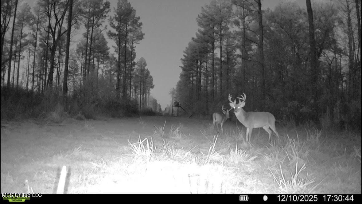 4 Prentiss Crump Road Utica, MS 39175 - Photo 25 of 28 693
