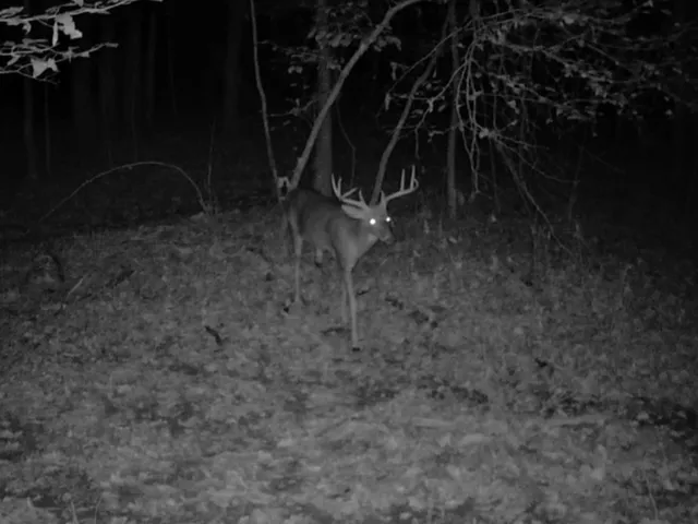 a backyard of a house