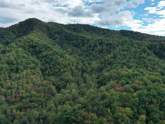 a view of a green field with lots of bushes