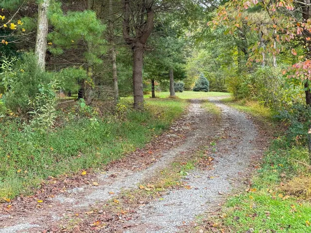 a view of a yard with plants and trees