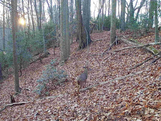 a view of a forest with trees in the background