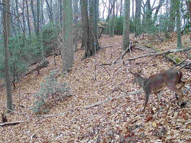 a view of a forest with trees