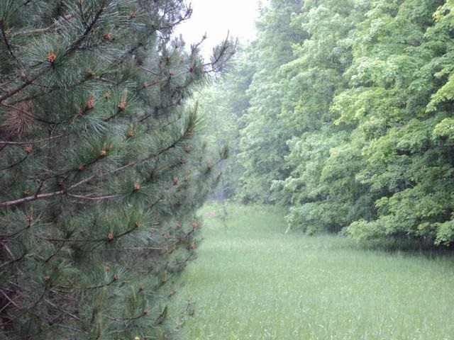 0 Springfield Trail Southwest South Boardman, MI 49680 - Photo 2 of 17 1786345-1.JPG