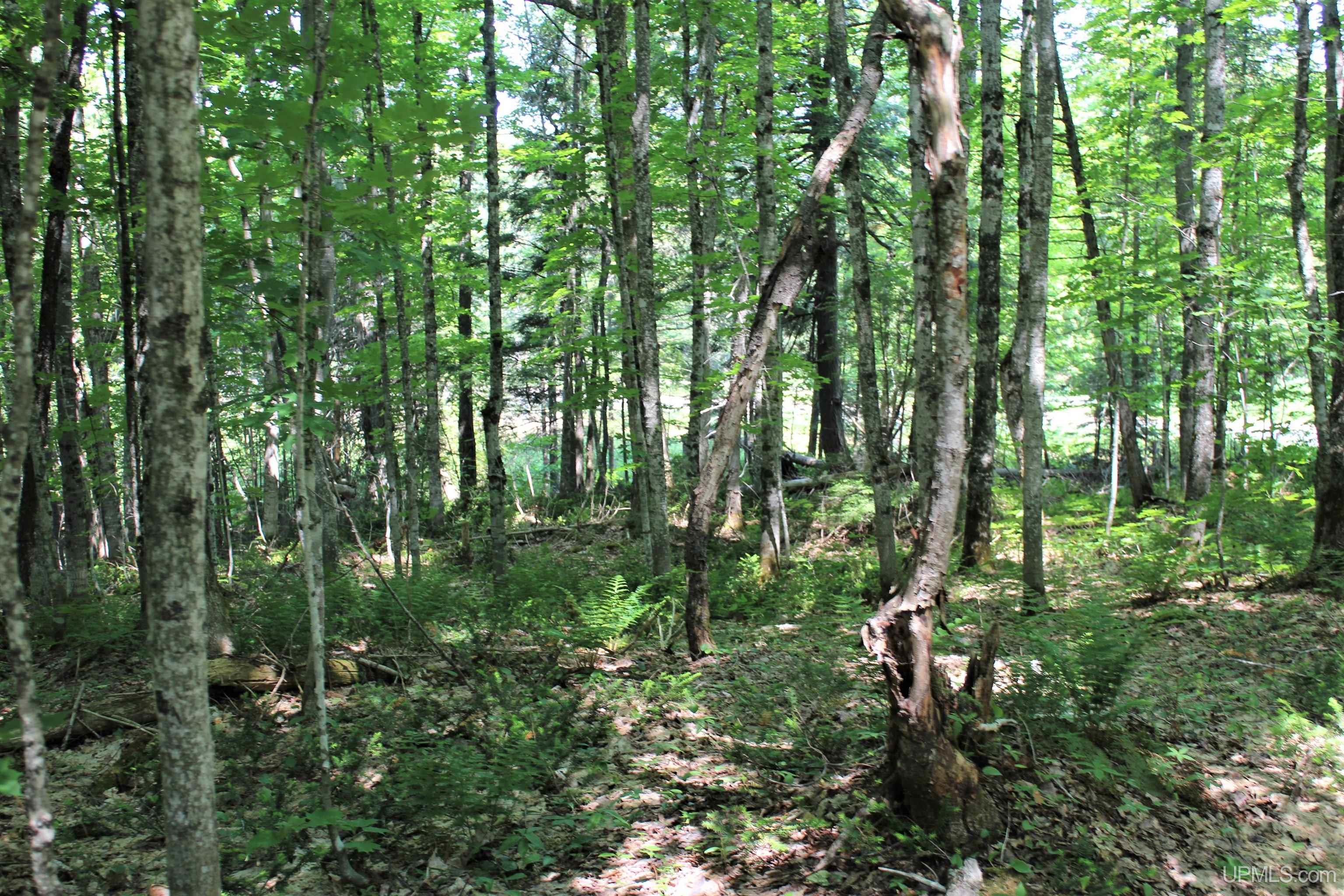 On West Shingleton Road Shingleton, MI 49884 - Photo 17 of 20