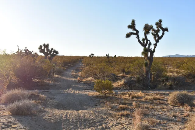 $35,000 | 19300 Astoria Avenue West, Rosamond, CA 93560