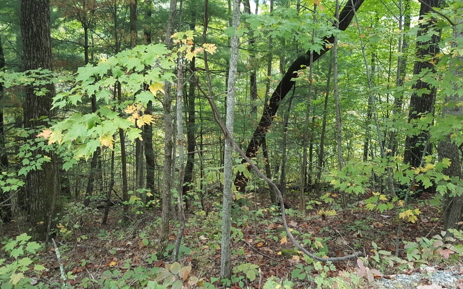 Lot39 Mangum's Trail Blue Ridge, GA 30513 - Photo 3 of 4 Additional View