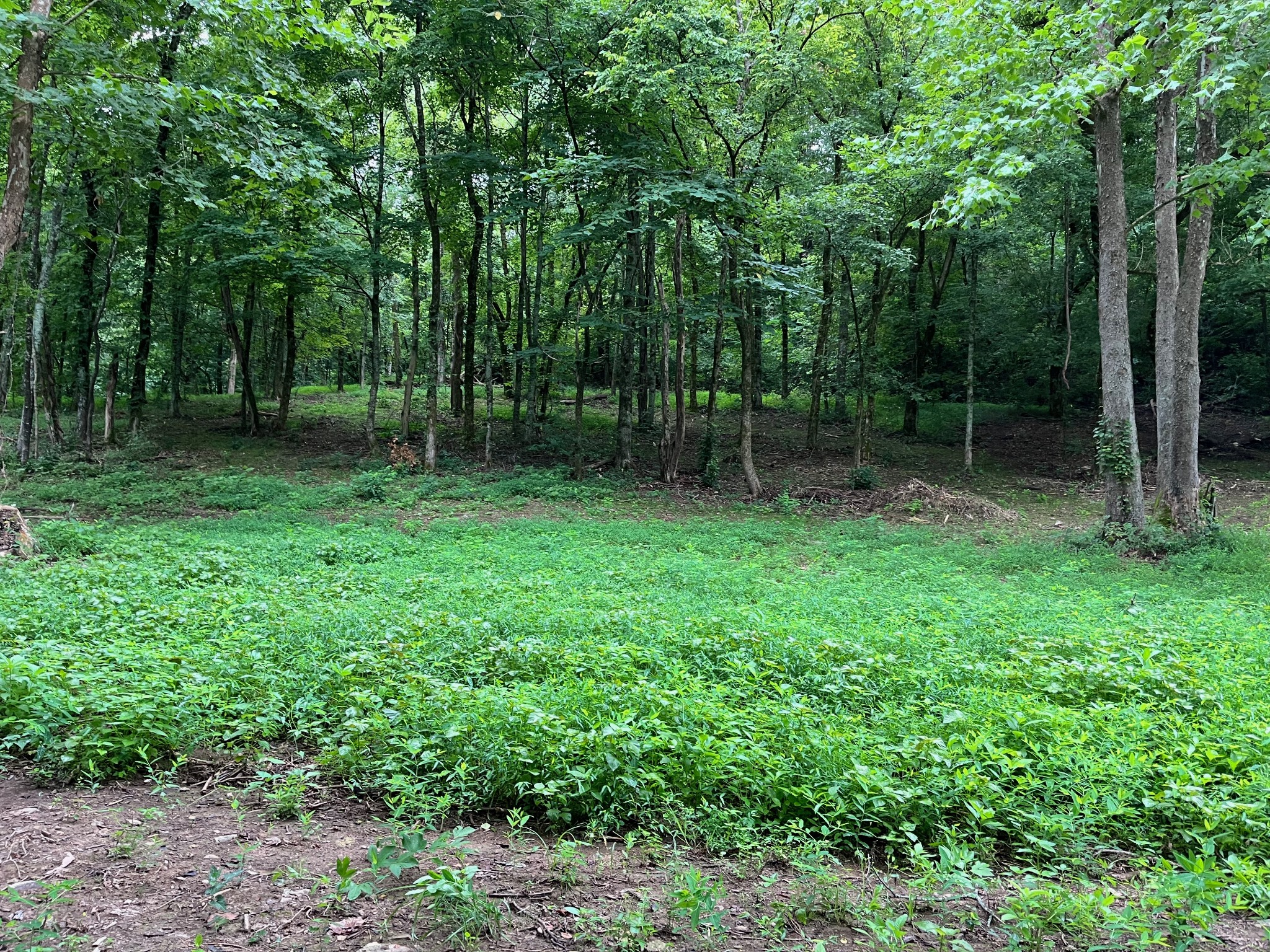 135 Dillehay Hollow Road Pleasant Shade, TN 37145 - Photo 43 of 47