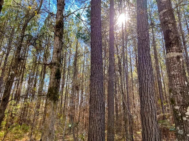 $176,000 | 0 Union Springs Road, Corrigan, TX 75939