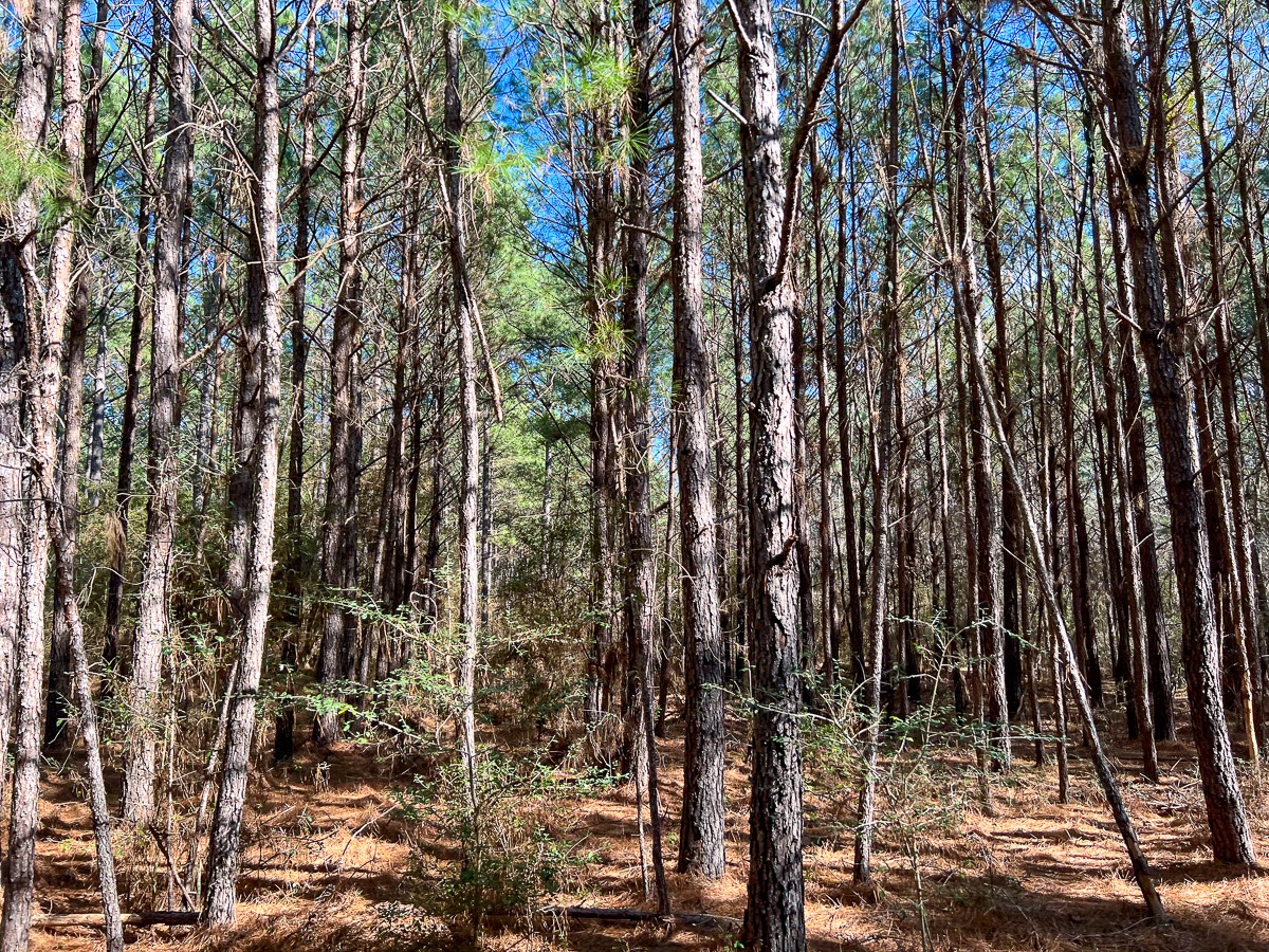 0 Union Springs Road Corrigan, TX 75939 - Photo 4 of 13 a view of outdoor space
